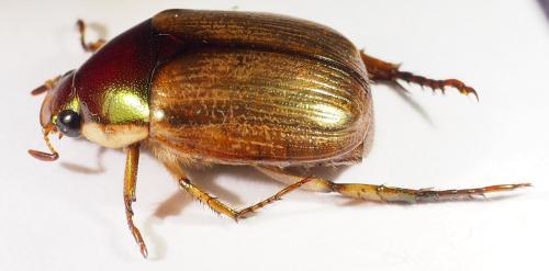 Réf. 307 154 : Callistethus sp.